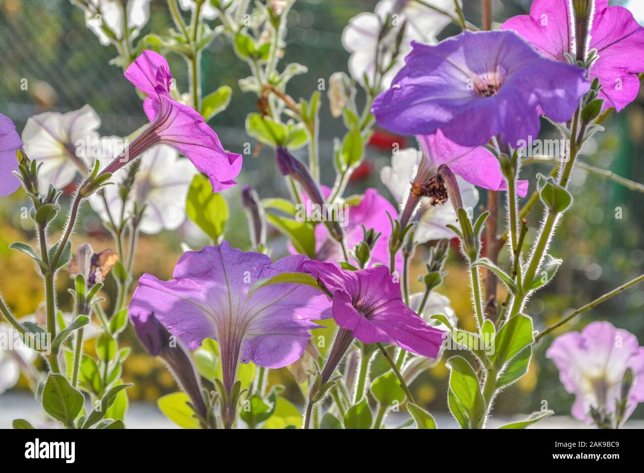 Colorful petunias in the garden, Petunia axillaris Stock Photo