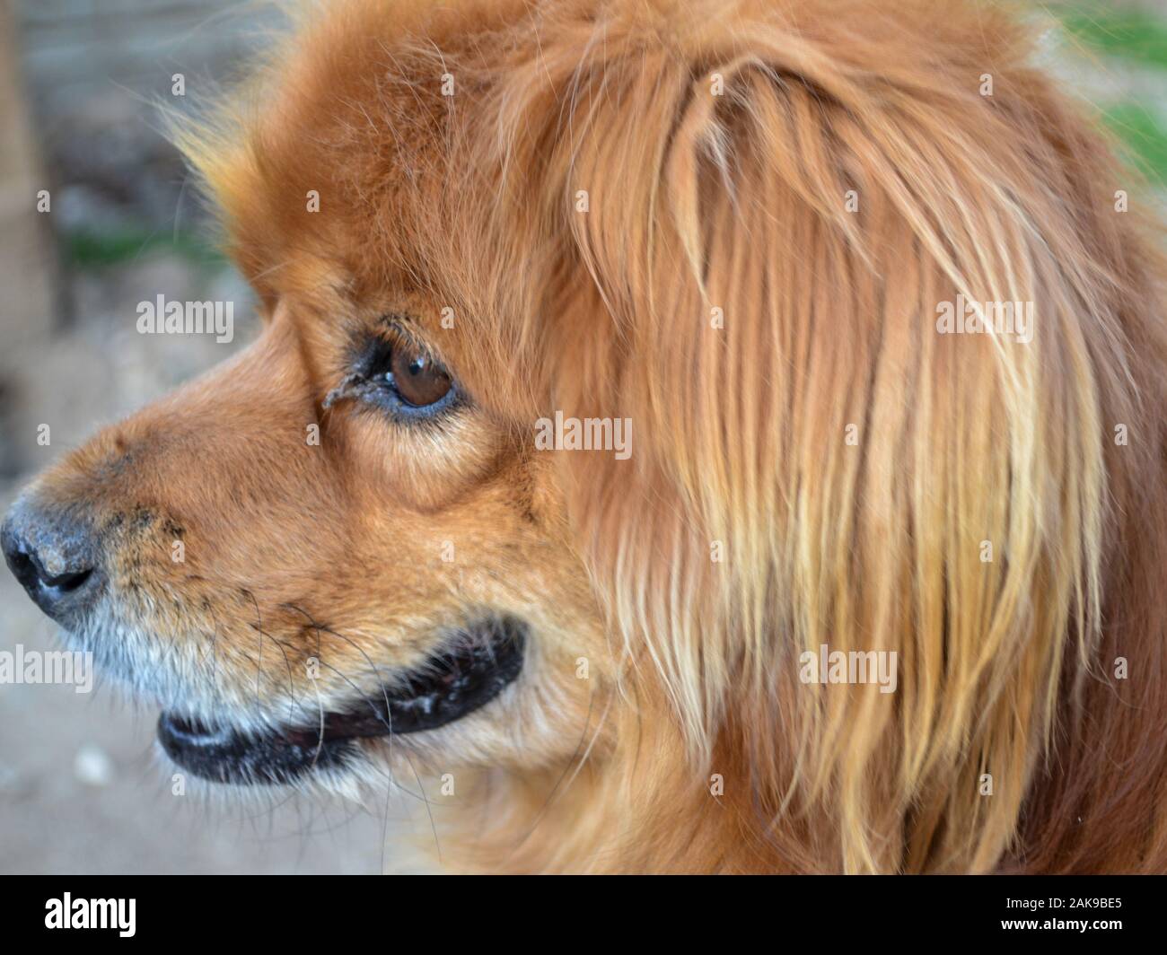 Close up of Pekingese mixed breed dog head, Canis lupus familiaris Stock Photo