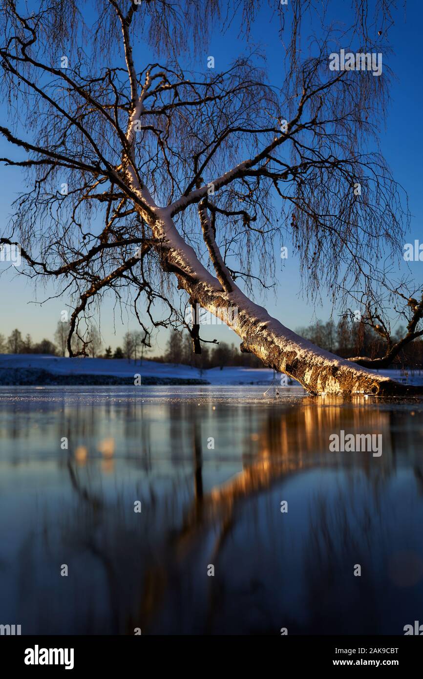 Ice heather frozen hi-res stock photography and images - Alamy