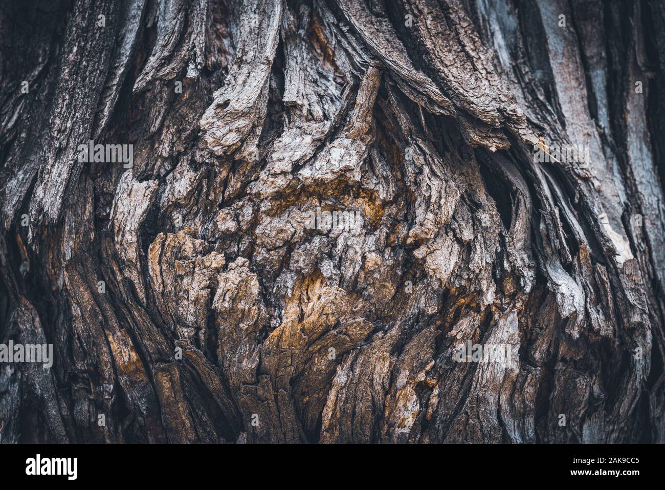 Texture of the bark of a Styphnolobium japonicum commonly known as Pagoda tree. Stock Photo