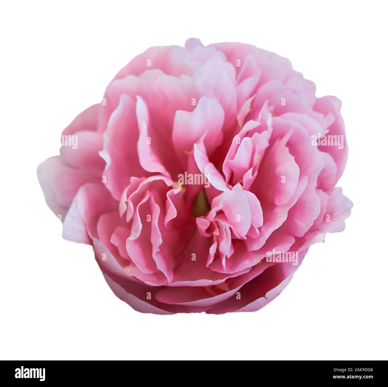 Beautiful peony flower on white background. Pink flower isolated Stock ...
