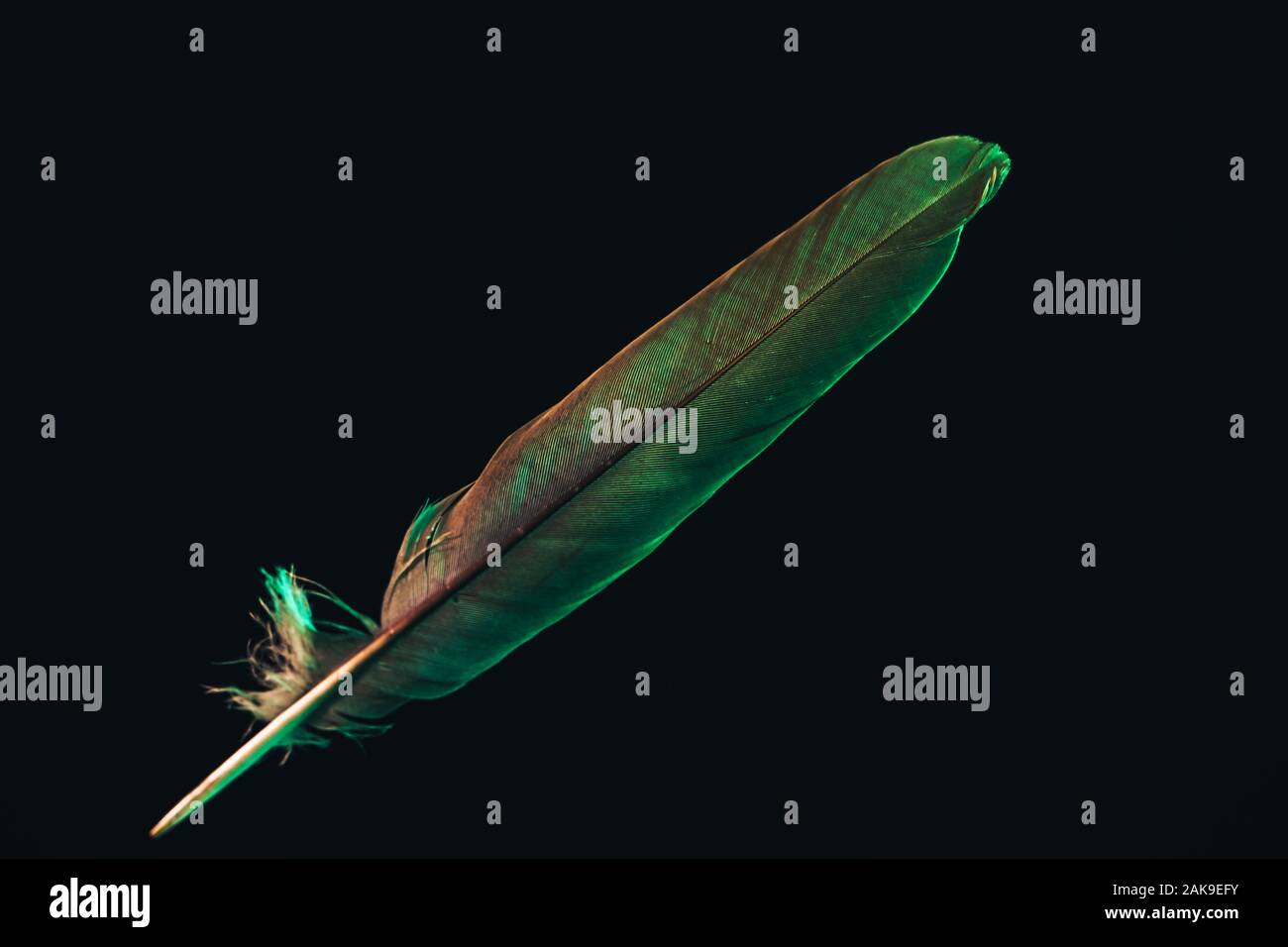 Beautiful gray Bird feather with color light pattern for design texture ...