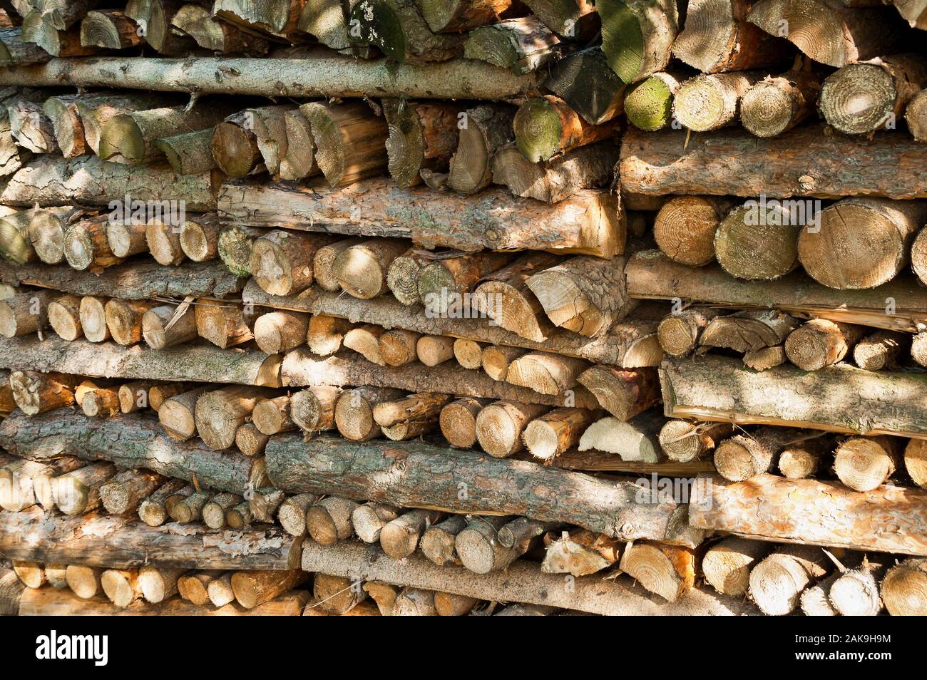 Old wood bark texture with the cleavage Stock Photo