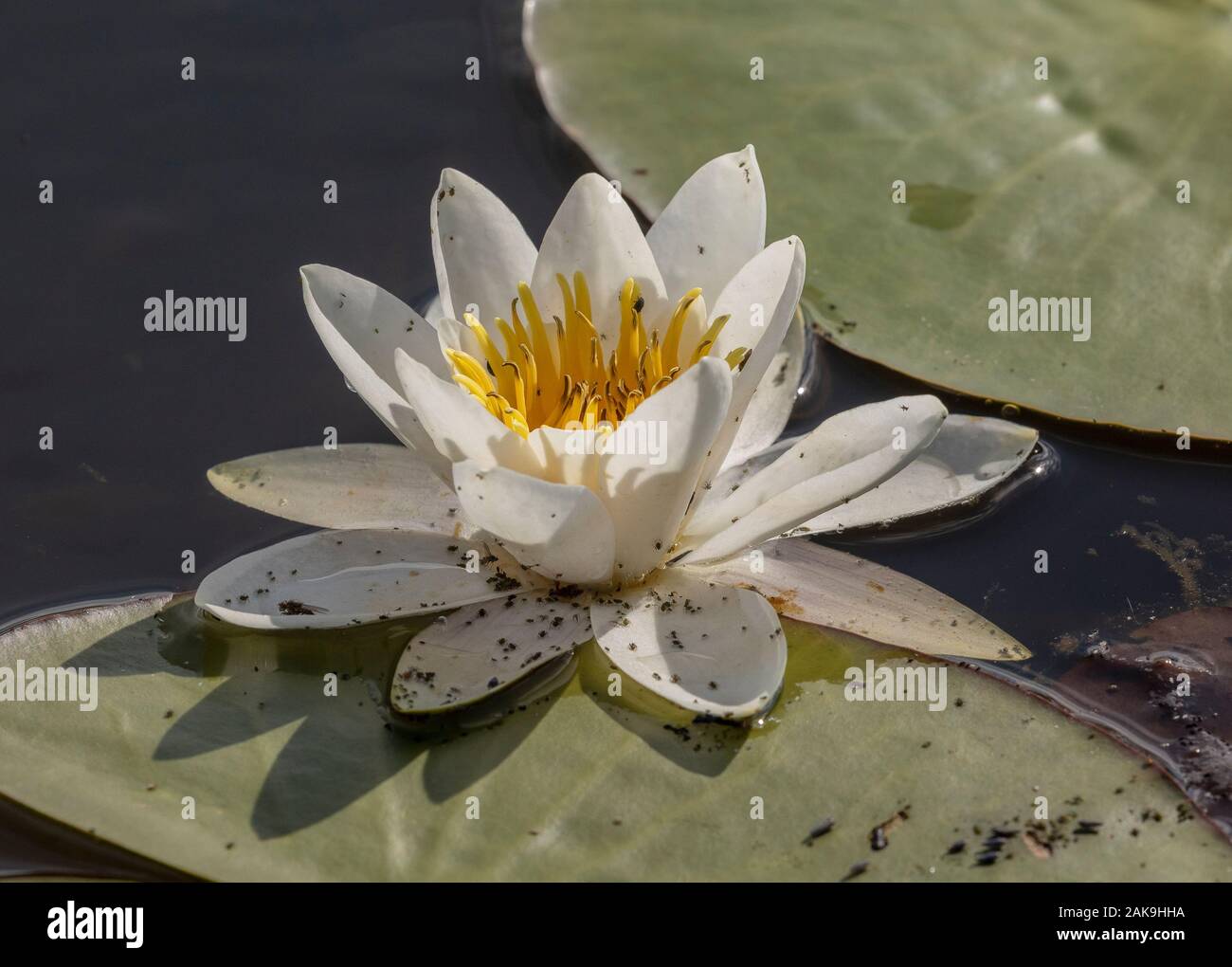 White water lily, Nymphaea alba in flower in deep acid pool, heavily infested with Water lily aphid, Rhopalosiphum nymphaeae. Stock Photo