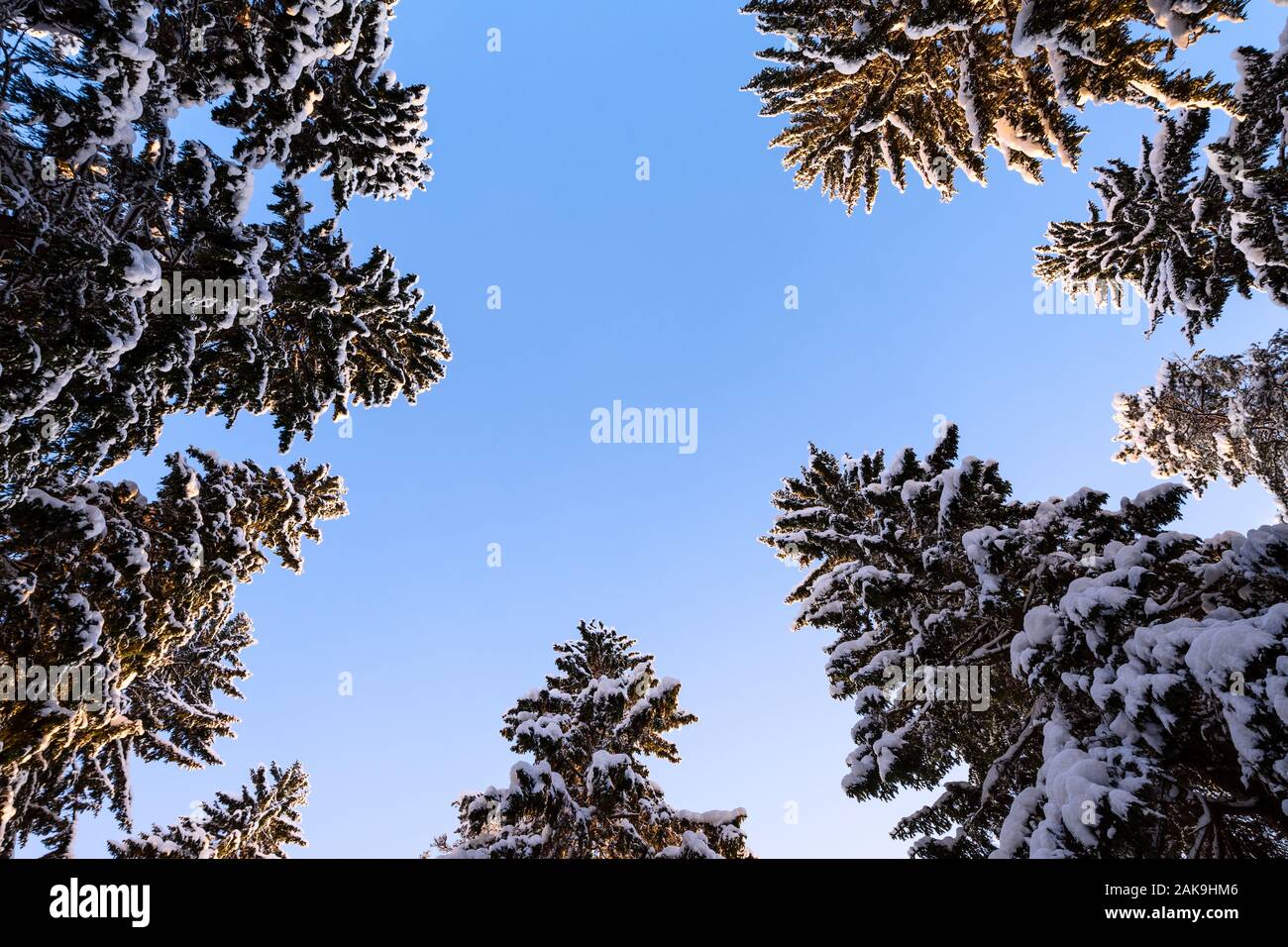 Winter forest, tall spruce trees (Picea abies) covered with snow against clear blue sky Stock Photo