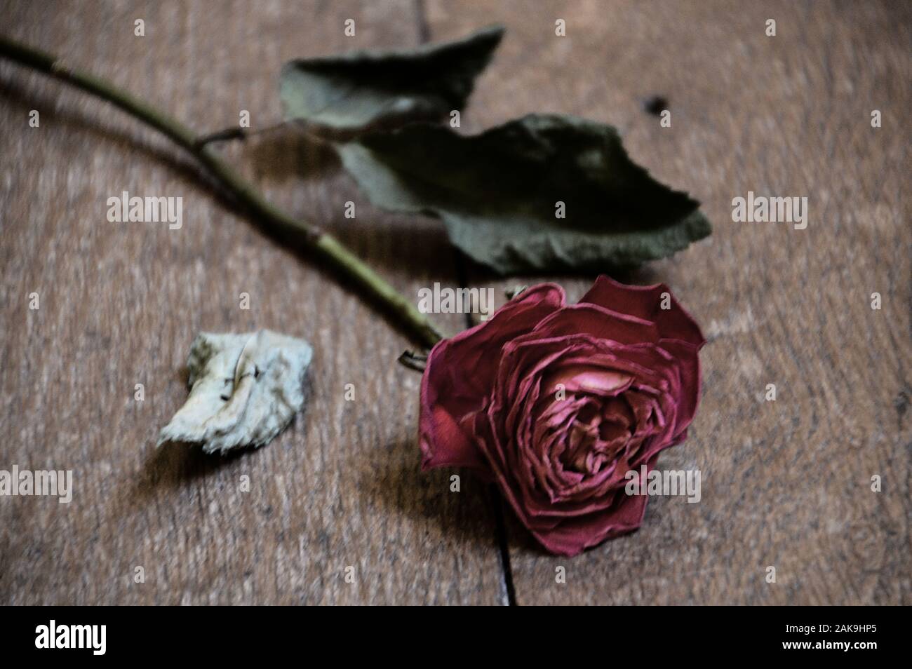 withered red rose on wooden floor Stock Photo - Alamy