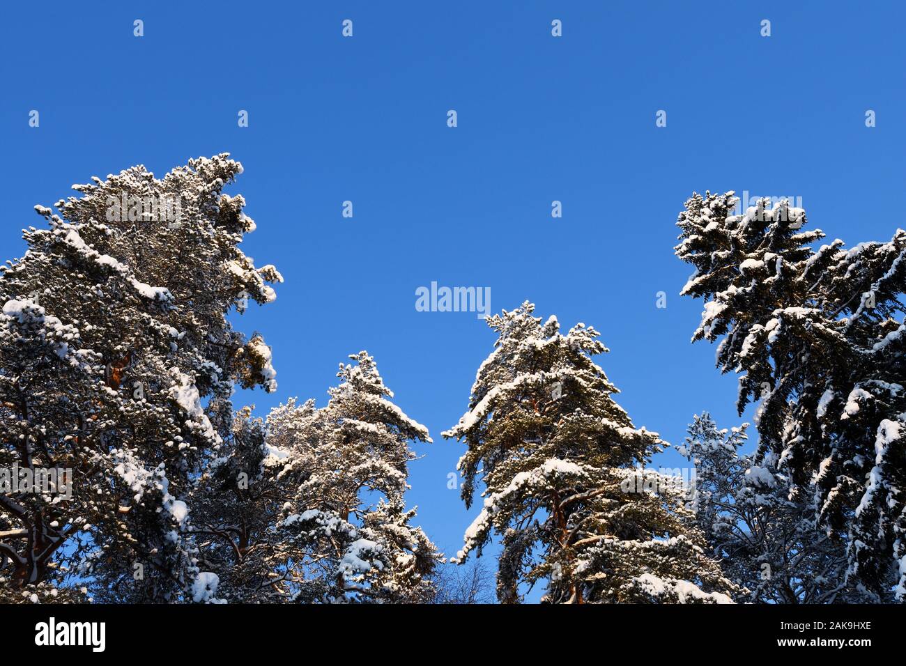 Winter forest, tall spruce and pine trees covered with snow against clear blue sky Stock Photo