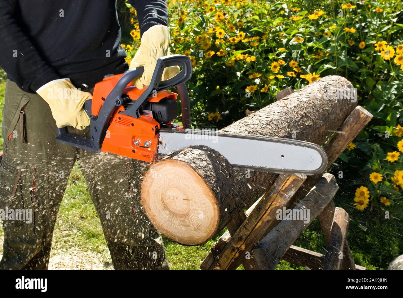 The chainsaw cutts the log of wood Stock Photo