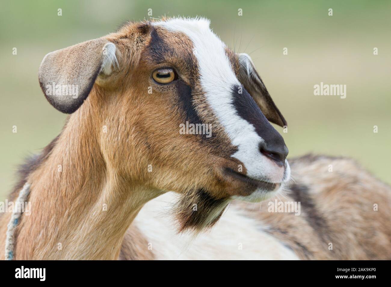 goat head with no horns Stock Photo