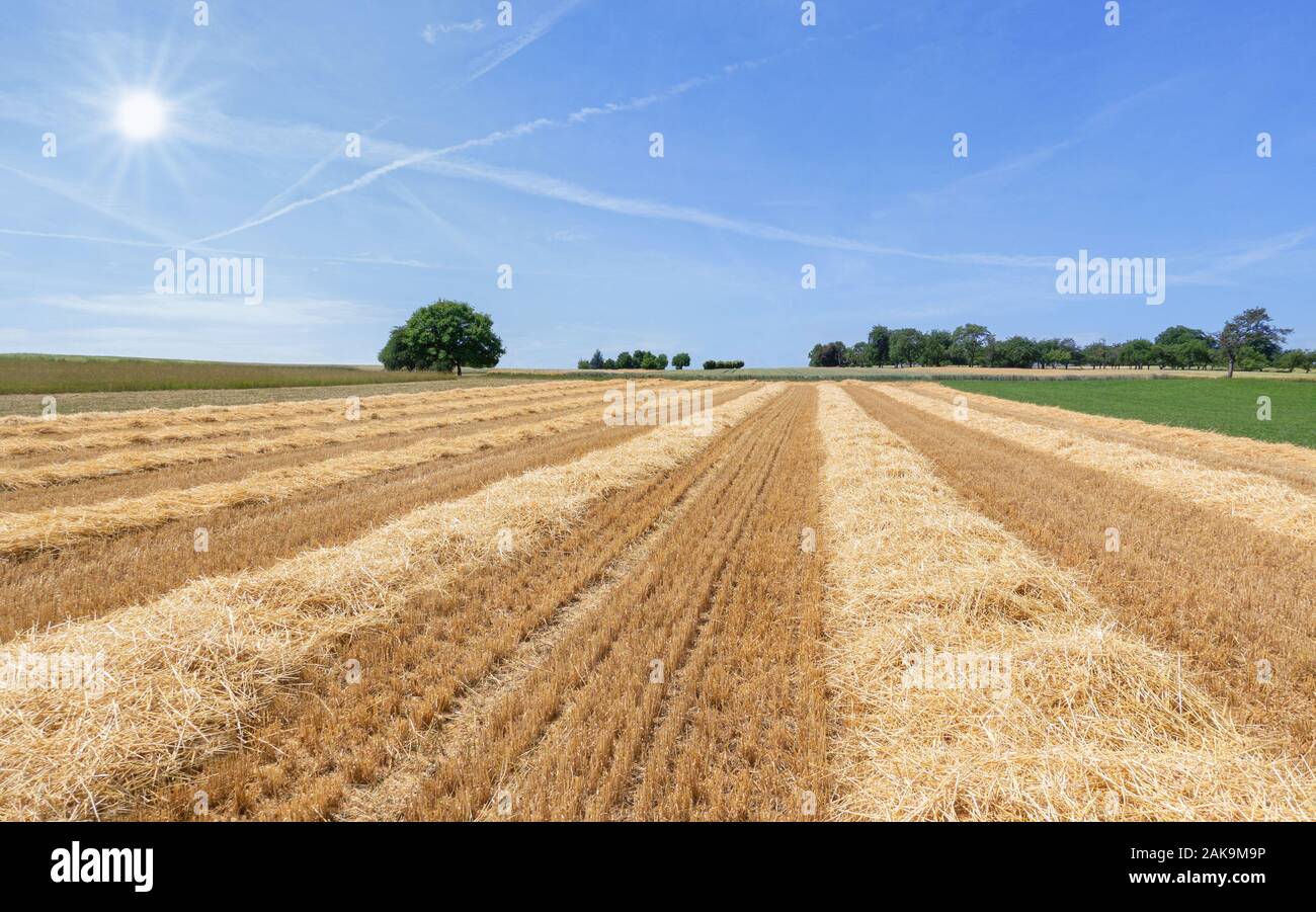 Stubble field with rows of straw in the sunshine Stock Photo