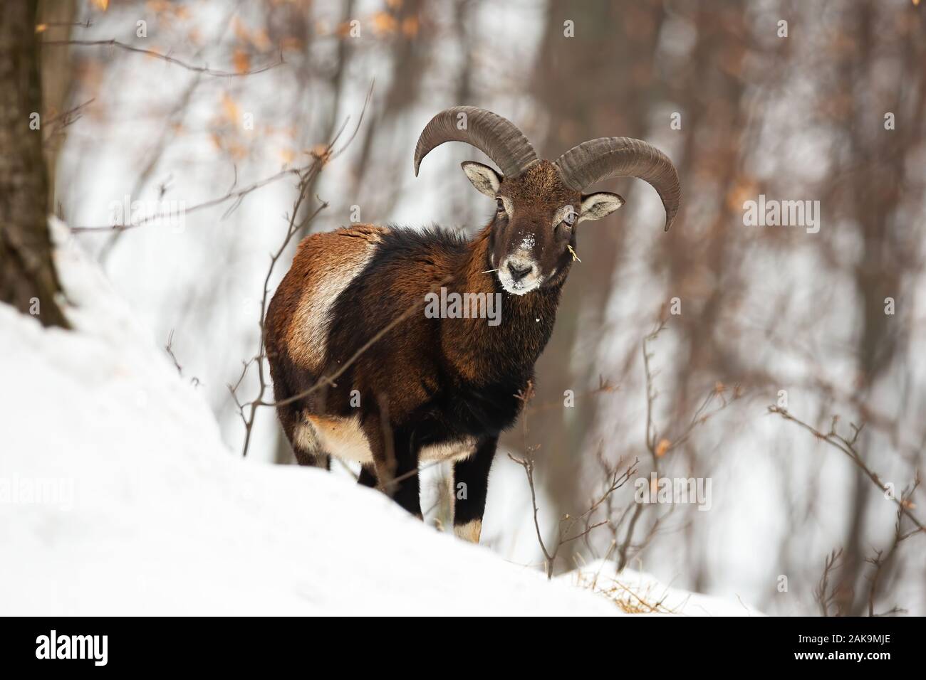Front view of wild mouflon male in wilderness during wintertime Stock Photo