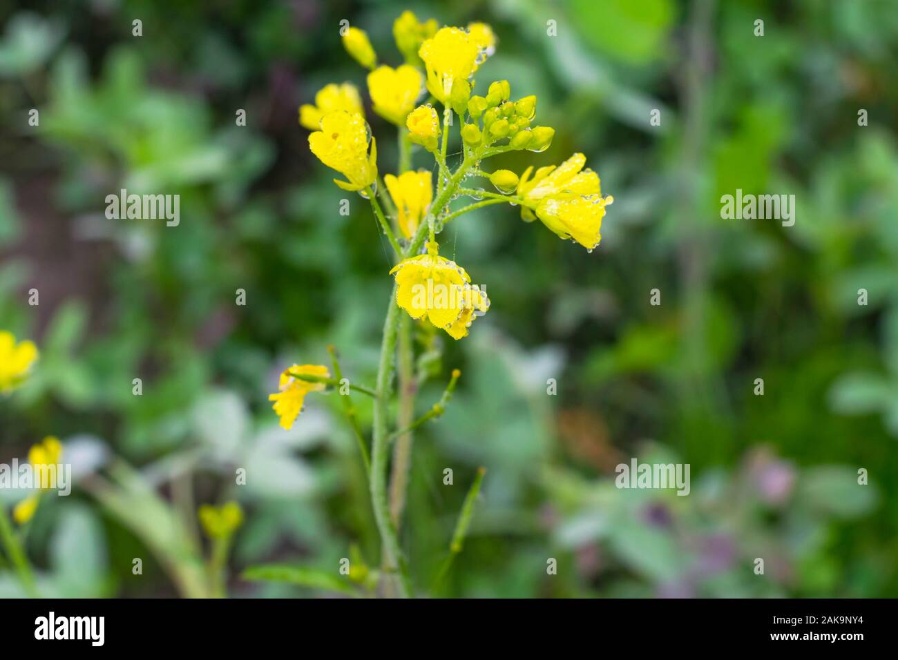 Close up of dew drops on Mustered Flowers Brassicaceae or Cruciferae flowers in a field with blurred background,punjab,pakistan. Stock Photo