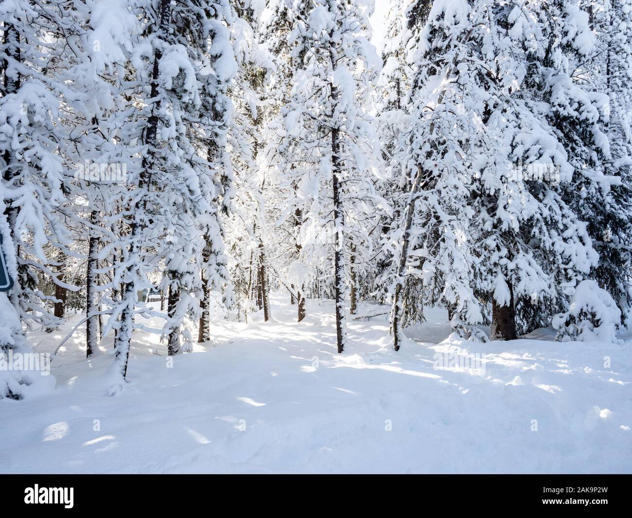 Birch forest during snowfall hi-res stock photography and images - Alamy