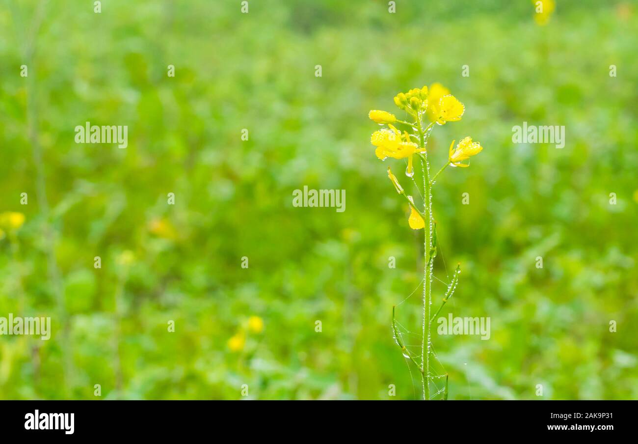 Close up of dew drops on Mustered Flowers Brassicaceae or Cruciferae flowers in a field with blurred background,punjab,pakistan. Stock Photo