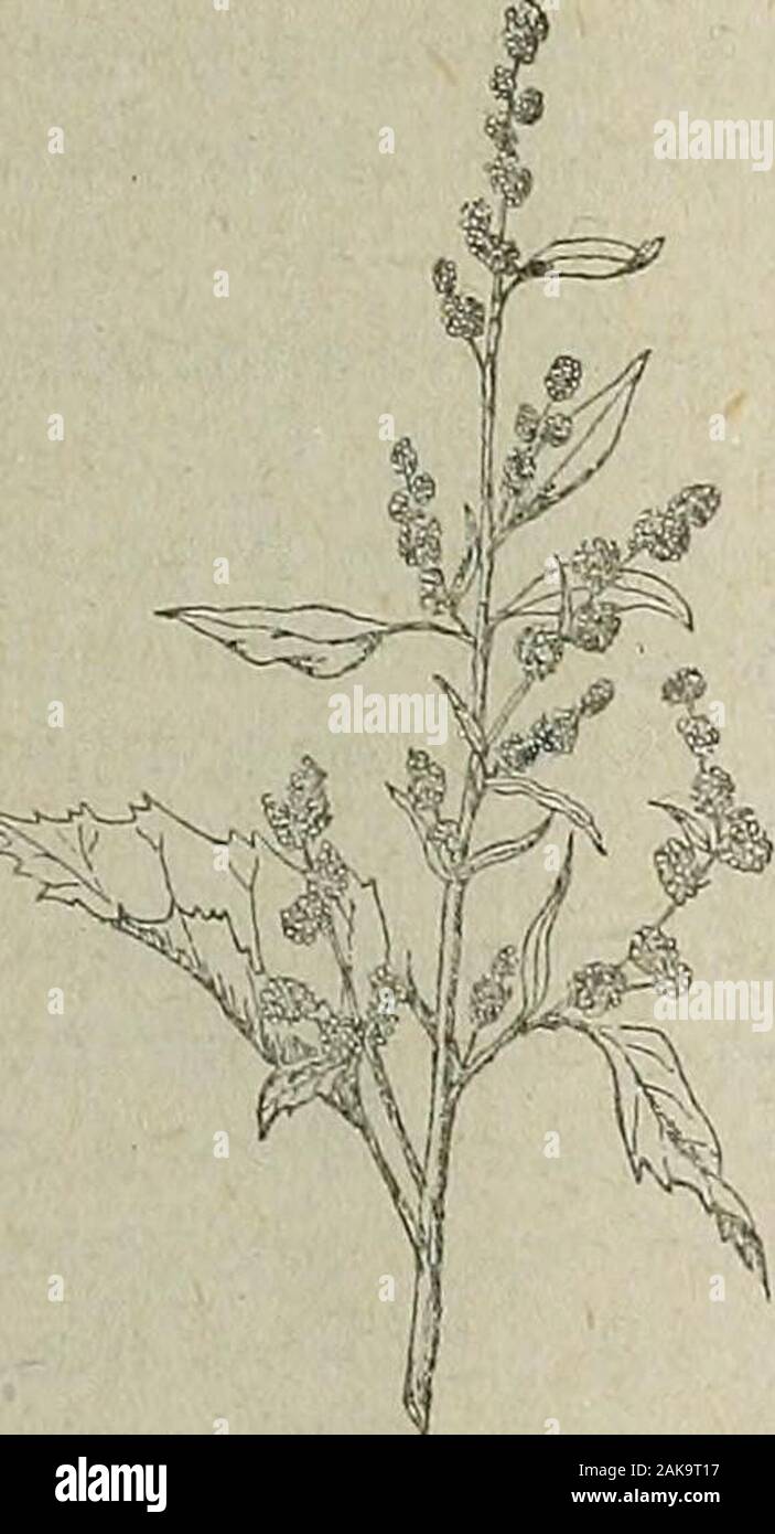 Utahs state flower hi res stock photography and images Alamy