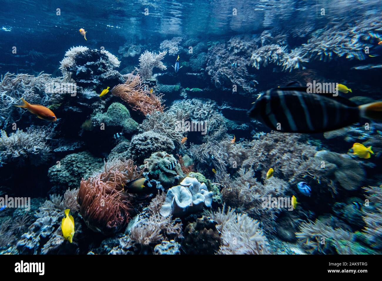 Colorful underwater offshore rocky reef with coral and sponges and small tropical fish swimming by in a blue ocean Stock Photo