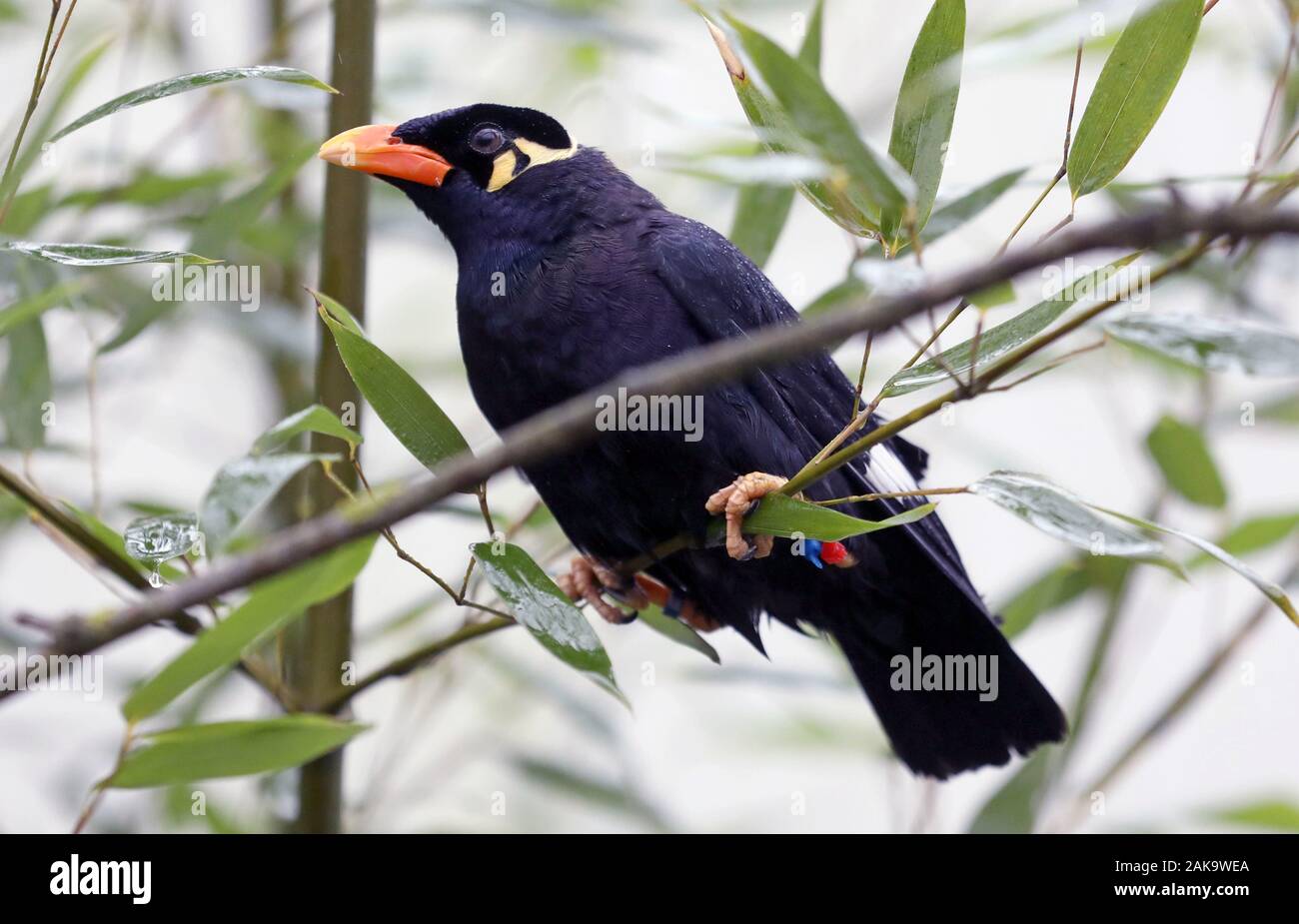 Marlow, Germany. 08th Jan, 2020. In the bird park the Beo Marlow, Germany. 08th Jan, 2020. In the bird park the Beo