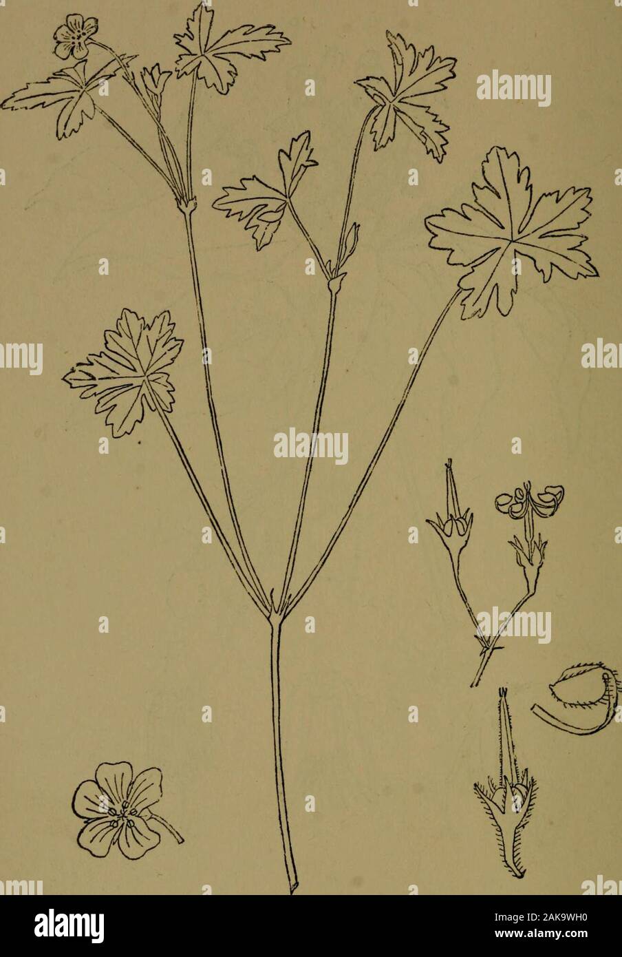 The flora of the Nilgiri and Pulney Hill-tops . D, R. Fyson del EL^OCARPUS MUNROII Mast. ^ Nat 294 GERANIACE.E. D. R, Fyson del, GERANIUM NEPALENSE Sweet. | Nat. GERANIACE/E 295 Stock Photo