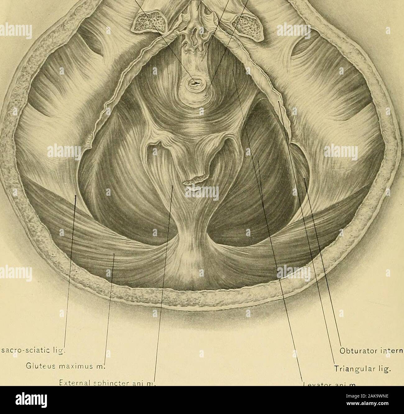 Male perineum hires stock photography and images Alamy