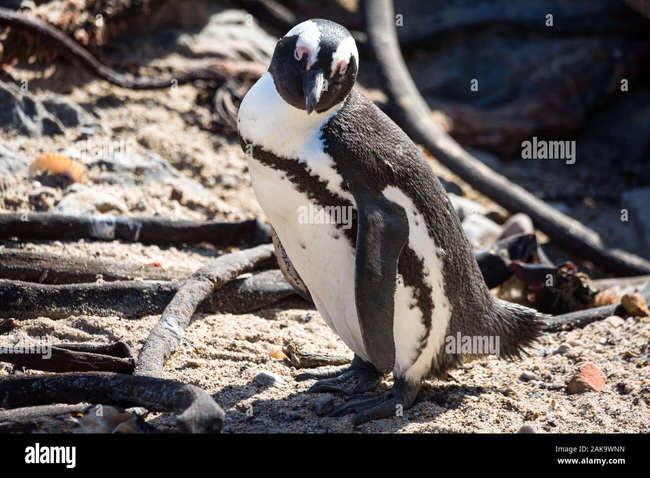 Close up of an African penguin (Spheniscus demersus), Betty's Bay, South Africa Stock Photo