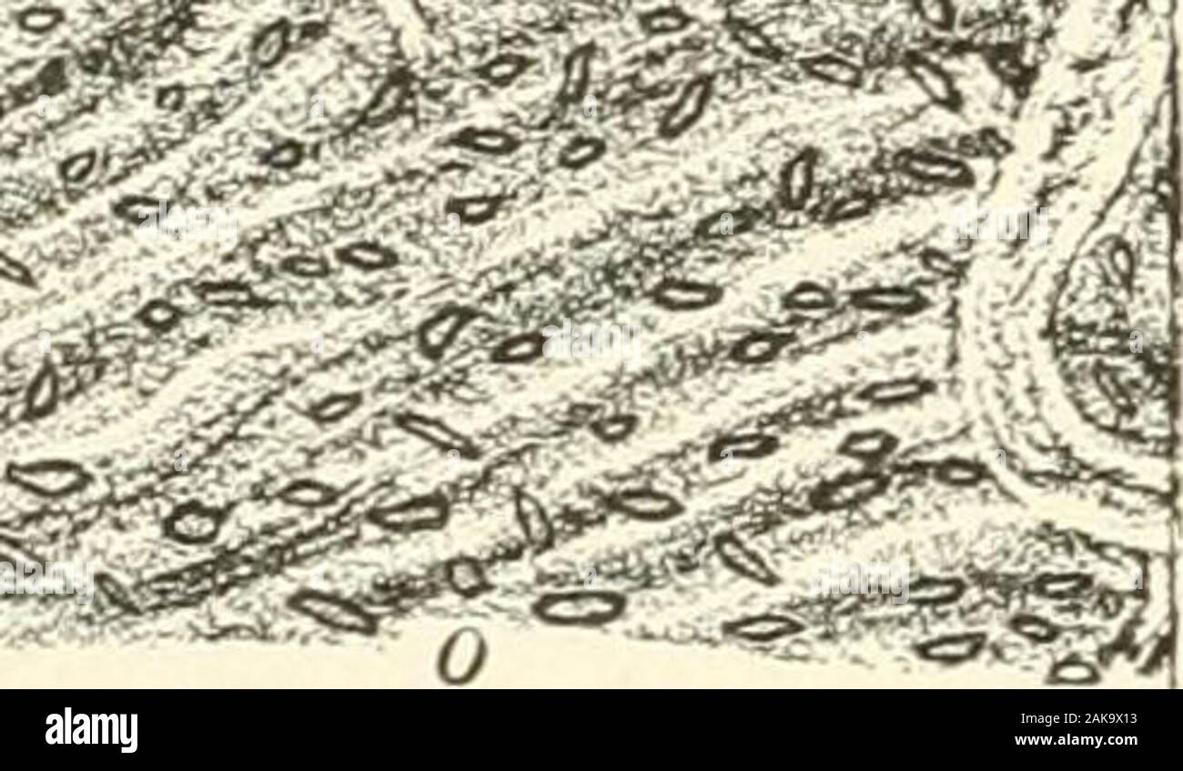 Outer fibrous tissue hi-res stock photography and images - Alamy