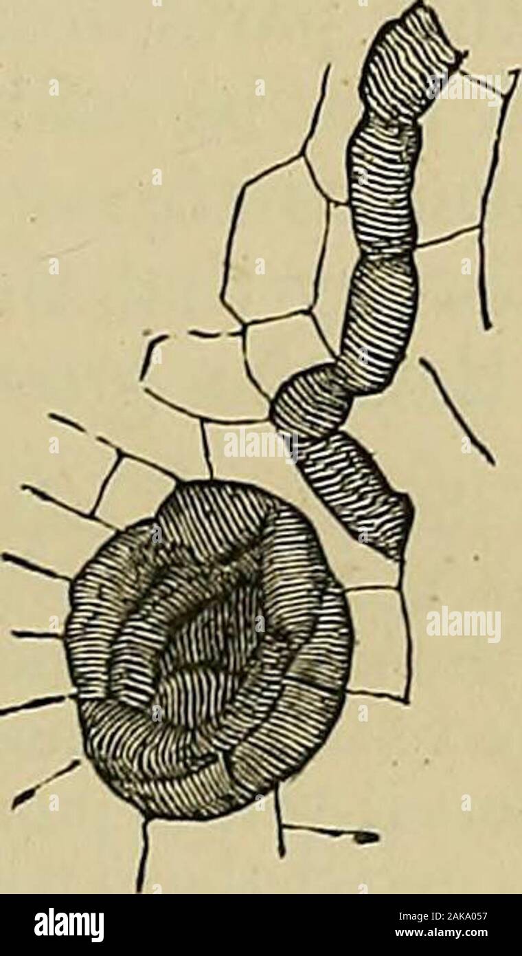 The physiology of the circulation in plants : in the lower animals, and in man : being a course of lectures delivered at surgeons' hall to the president, fellows, etcof the Royal college of surgeons of Edinburgh, in the summer of 1872 . Fig. 23.— Absorbent organ from the leaf of Euphorbia neriifolia. The cluster of fibrouscells, forming one of the terminations of the vascular system, is here embedded in a solidparenchyma.—Herbert Spencer. Fig. 24.— A longitudinal section through the axis of an absorbent organ from the root ofa turnip, showing its annuli of reticulated cells when cut through. T Stock Photo