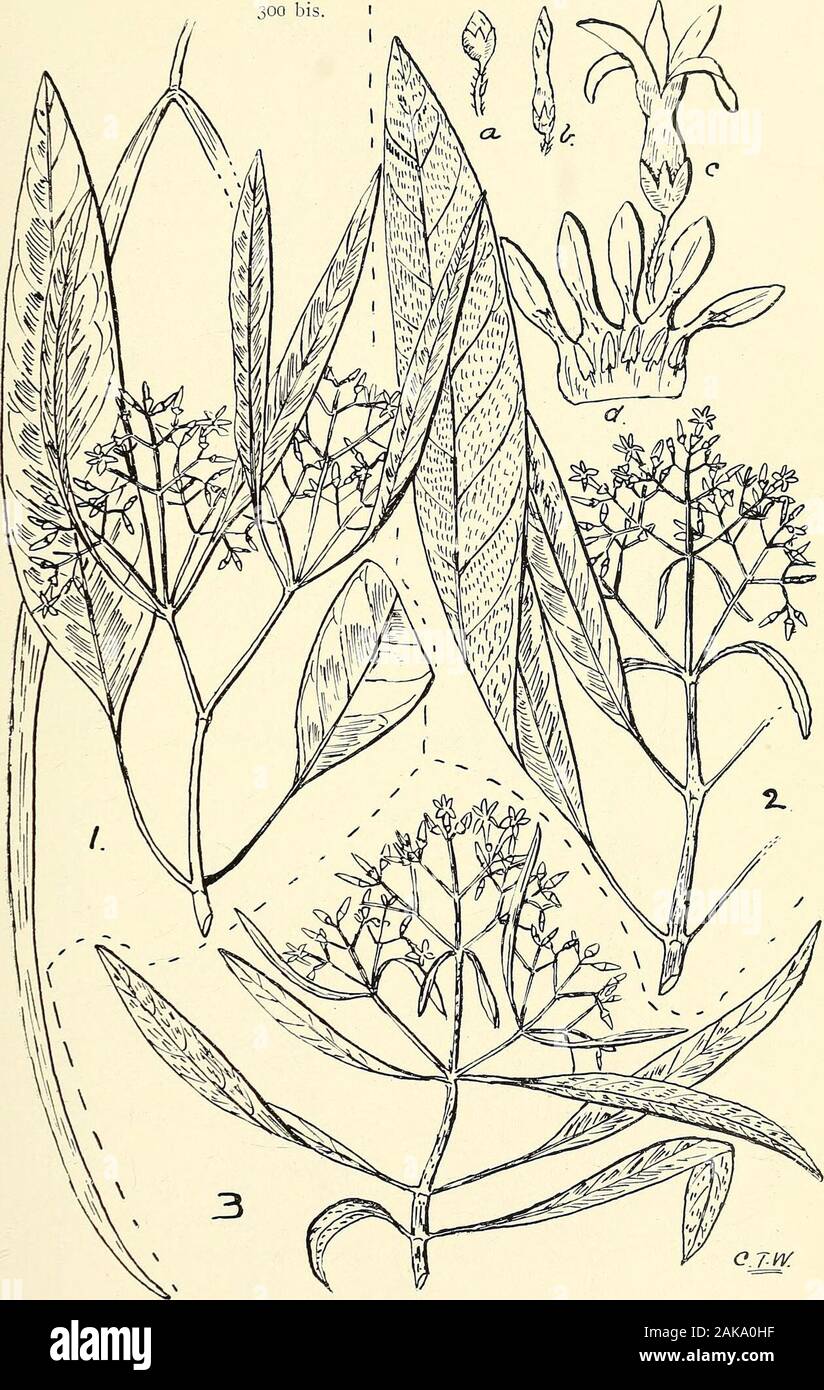 Comprehensive catalogue of Queensland plants, both indigenous and naturalisedTo which are added, where known, the aboriginal and other vernacular names; with numerous illustrations, and copious notes on the properties, features, &c., of the plants . 298. Alyxia magnifolia, Bail. 299. A. ilicifolia, Bail. LXXIX. APOCYNACE^E. 323. 300 bis. Alstonia constricta, F. v. M. 1. Normal form. 2. A. consteictAj var. mollis, Bail. &lt;a) (b) (c) Flower in various stages, (d) top portion of corolla laid open at end. 3. A. CONSTRICTAJ var. MONTMARIENSIS, Bail. 324 LXXIX. APOCYNACEyE. Stock Photo
