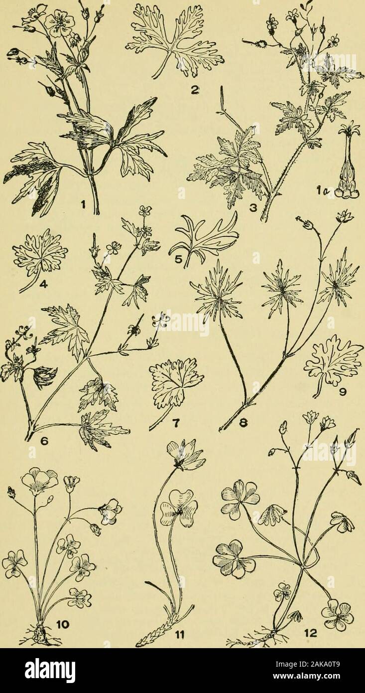 An illustrated guide to the flowering plants of the middle Atlantic and New England states (excepting the grasses and sedges) the descriptive text written in familiar language . isionsstrongly toothed. Floicers dull lohite, generally solitary. n. G. pratense, L. Spreading Cranes-bill. Leaves mostly 7-parted, the narrow lobes deeply cut. Flower stems downy. Corolla deeppurple. Maine and locally in Mass. 2. ERODIUM, LHer. Resembles Geranium, but leaves are, in ourspecies, pinnate, i. e., feather-formed. Of the stamens 5 are perfect, the others sterile, greatly reducedor wanting. E. cicutarium, ( Stock Photo