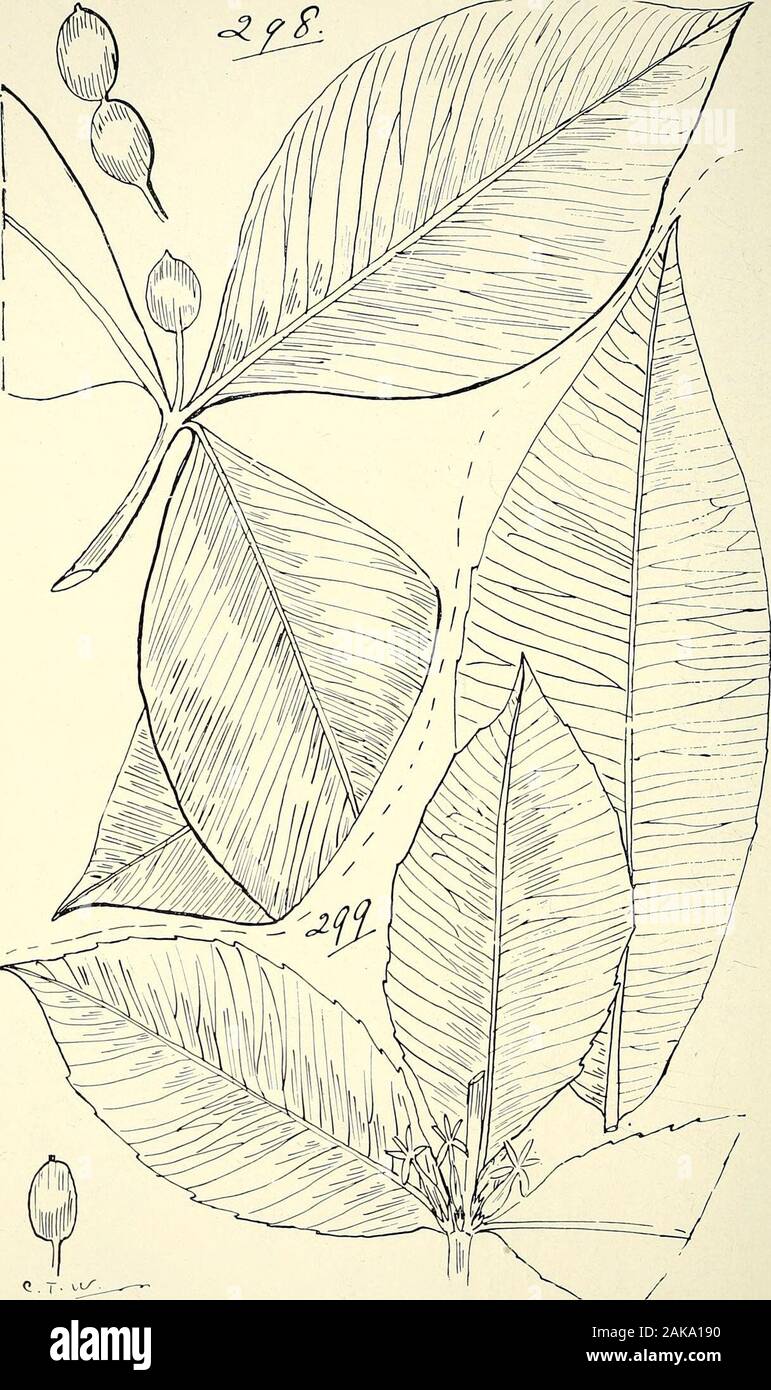 Comprehensive catalogue of Queensland plants, both indigenous and naturalisedTo which are added, where known, the aboriginal and other vernacular names; with numerous illustrations, and copious notes on the properties, features, &c., of the plants . 295. Carissa ovata, R. Br., var. stolonifera, Bcti 296. C. ovata, R. Br., var. pubescens, Bail. 297. C. LANCEOLATA, R. Br. 300. Alyxia obtusifolia, R. Br. W 322 LXXIX. APOCYNACE^.. 298. Alyxia magnifolia, Bail. 299. A. ilicifolia, Bail. LXXIX. APOCYNACE^E. 323 Stock Photo