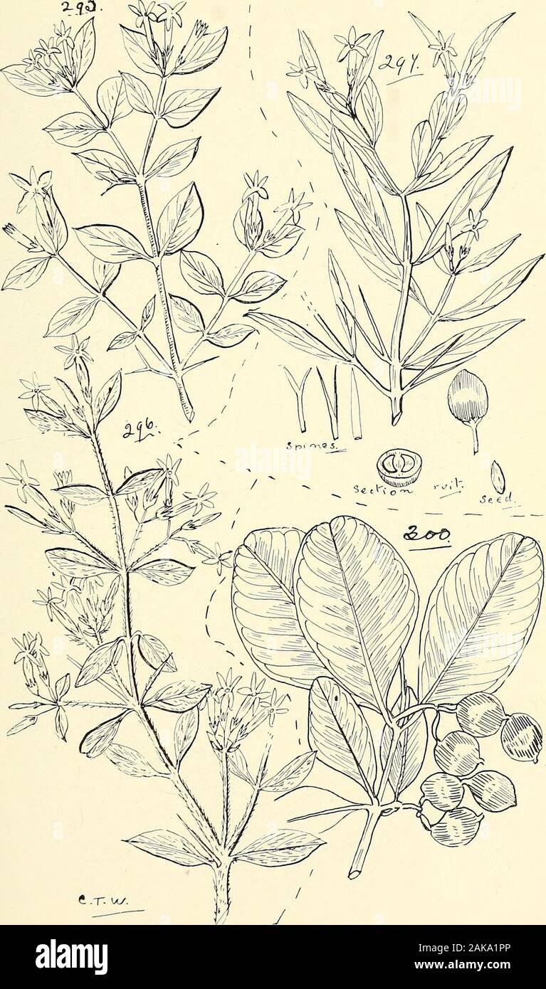 Comprehensive catalogue of Queensland plants, both indigenous and naturalisedTo which are added, where known, the aboriginal and other vernacular names; with numerous illustrations, and copious notes on the properties, features, &c., of the plants . 294. Melodinus murpe, Bail. o-3&lt;5. LXXIX. APOCYNACEJE. 321. 295. Carissa ovata, R. Br., var. stolonifera, Bcti 296. C. ovata, R. Br., var. pubescens, Bail. 297. C. LANCEOLATA, R. Br. 300. Alyxia obtusifolia, R. Br. W 322 LXXIX. APOCYNACE^. Stock Photo