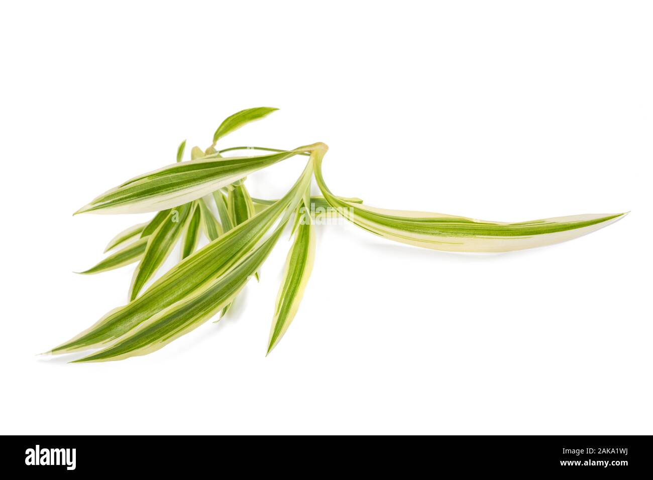 Chlorophytum  comosum isolated on white background Stock Photo