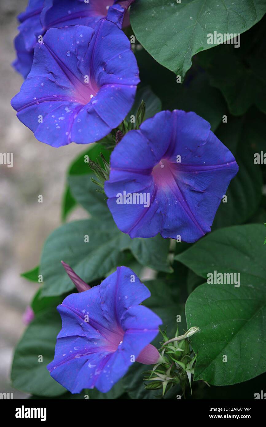 Bright blue Morning Glory (ipomoea) with rain drops on Grand Rue, Minerve, Hérault, Occitanie, France Stock Photo
