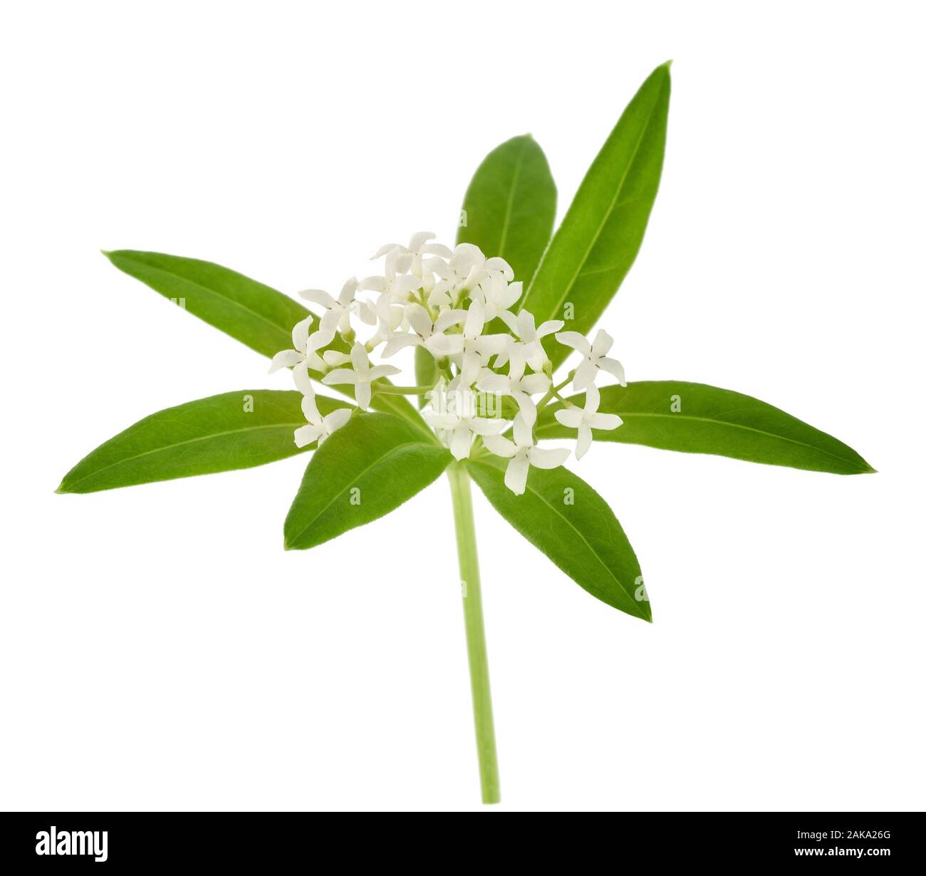 Fresh sweet woodruff isolated on white background Stock Photo Alamy