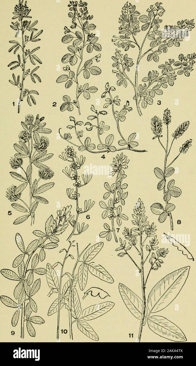 An illustrated guide to the flowering plants of the middle Atlantic and New England states (excepting the grasses and sedges) the descriptive text written in familiar language . clusters. Common. July-Sept. 10. D. rigidum, (Ell.) DC. (Fig. 10, pi. 79.) Rigid Tick-trefoil.Stems rigid, branched, somewhat whitish hairy, as is the lower surfaceof the leaves. Height 2 to 3 ft. Leaflets long egg-shaped, blunt at eachend, hairy underneatli and on edges. Flowers small, purplish, in com-pound clusters. Pods 1 to 3 jointed. Common. July-Oct. 17. D. marylandicum, (L.) DC. (Fig. 5, pi. 78.) Smooth Small-l Stock Photo