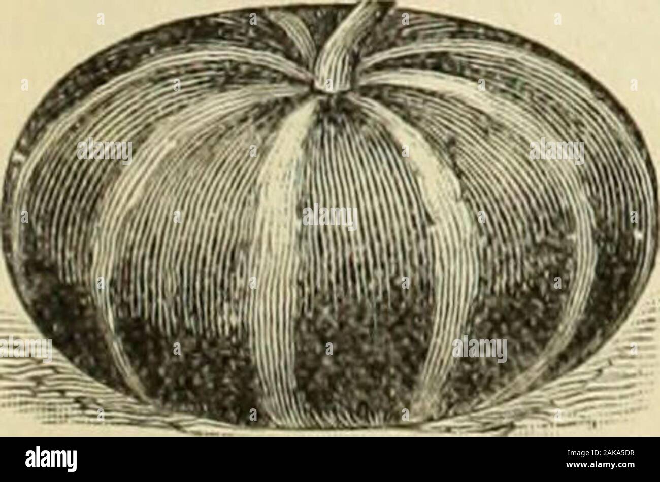 Maule's seed catalogue : 1896 . ESSEX HYBRID—It is not only one of the riche.st flavored finest 1grained, and sweetest of all the squash family, but one of the verv best keepersI know of. The flesh is thick, rich colored, and solid ; it is also one of the. most productive sqnaslies ever introduced. On a vine ^^K feet longsquashes, weighing collectively, :» pounds, have been counted, all aboutthesame size and well ripened. Pkt., 5 cts.; oz„ 10 cts. ; . lb., 25 cts. • lb. 76 els. NEW RED CHINA It is a good grower, matures early, and keeps in tine con-dition until late in the Spring. Its immensep Stock Photo