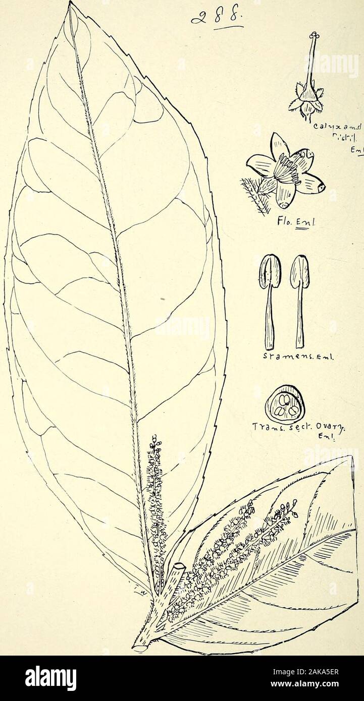 Comprehensive catalogue of Queensland plants, both indigenous and naturalisedTo which are added, where known, the aboriginal and other vernacular names; with numerous illustrations, and copious notes on the properties, features, &c., of the plants . V- - ru.l 287. DlOSPYROS HEBECARPA, A. Cuilll. 3U LXXVII. STYRACE/B.. 288. Symplocos PArciSTAMiNErs, F. v. M. et Bail LXXVIII. OLEACE^. 315 Stock Photo