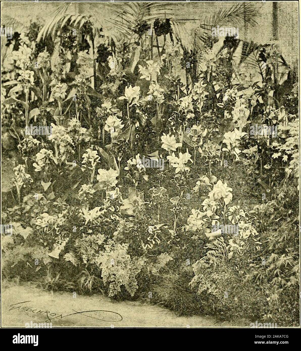 The Gardeners' chronicle : a weekly illustrated journal of horticulture and allied subjects . roots of the plant, andthen drains etill lower, when I stop the flow. Underthese conditions the plant flourishes, and has now twoflowers more or less like a Pinguicula. On the samebonk several plants of Schizocodon soldanelloides aregrowing. The leaves eeem to me even more beau-tiful than those of Galax or Shortia. Tho plants havegone without protection through two winters, butthey have both been mild ones. Can any one do any burn flower garden, the many fine trees in the parkand on the estate general Stock Photo