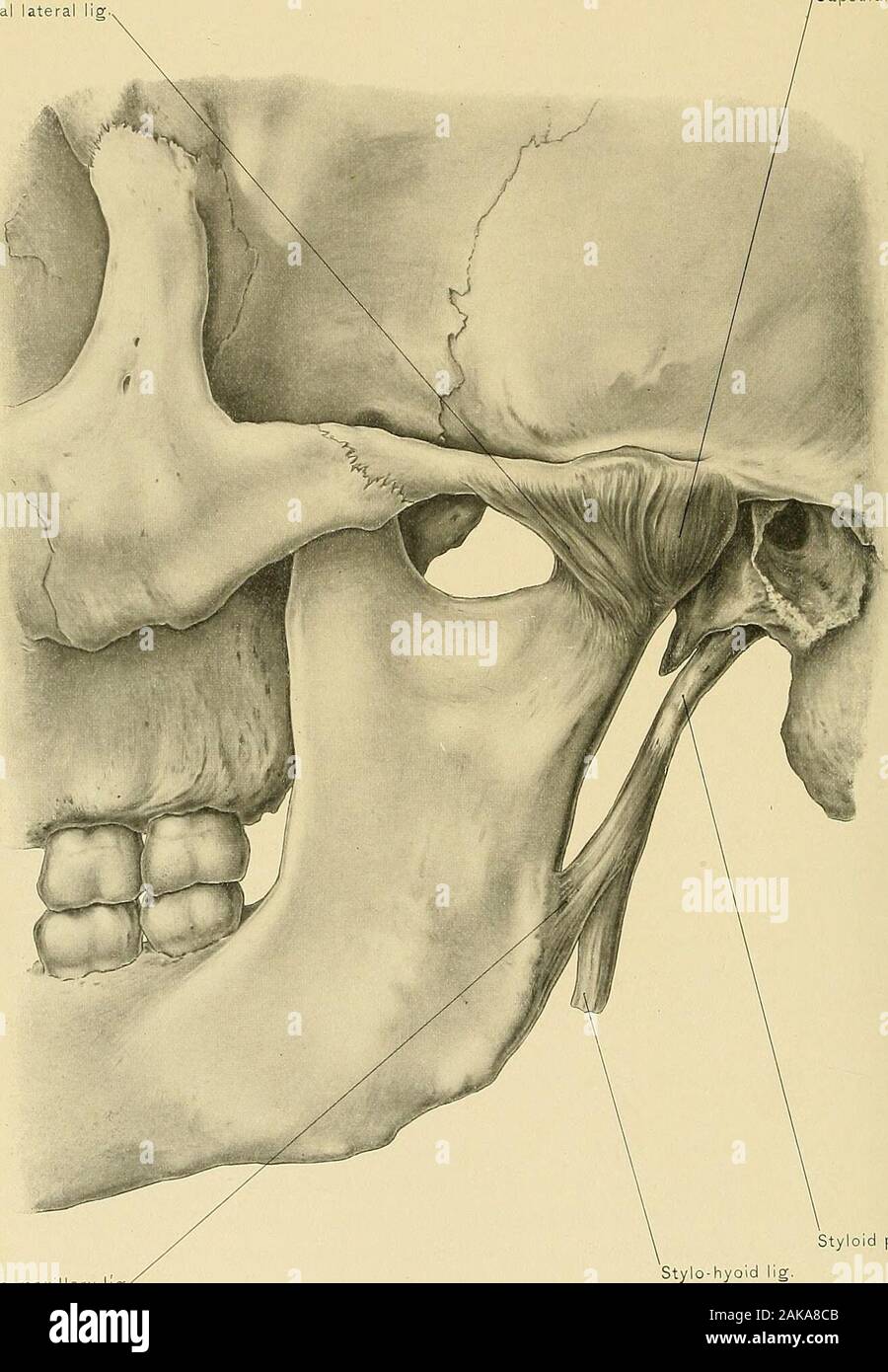 Styloid Process Of Temporal Bone