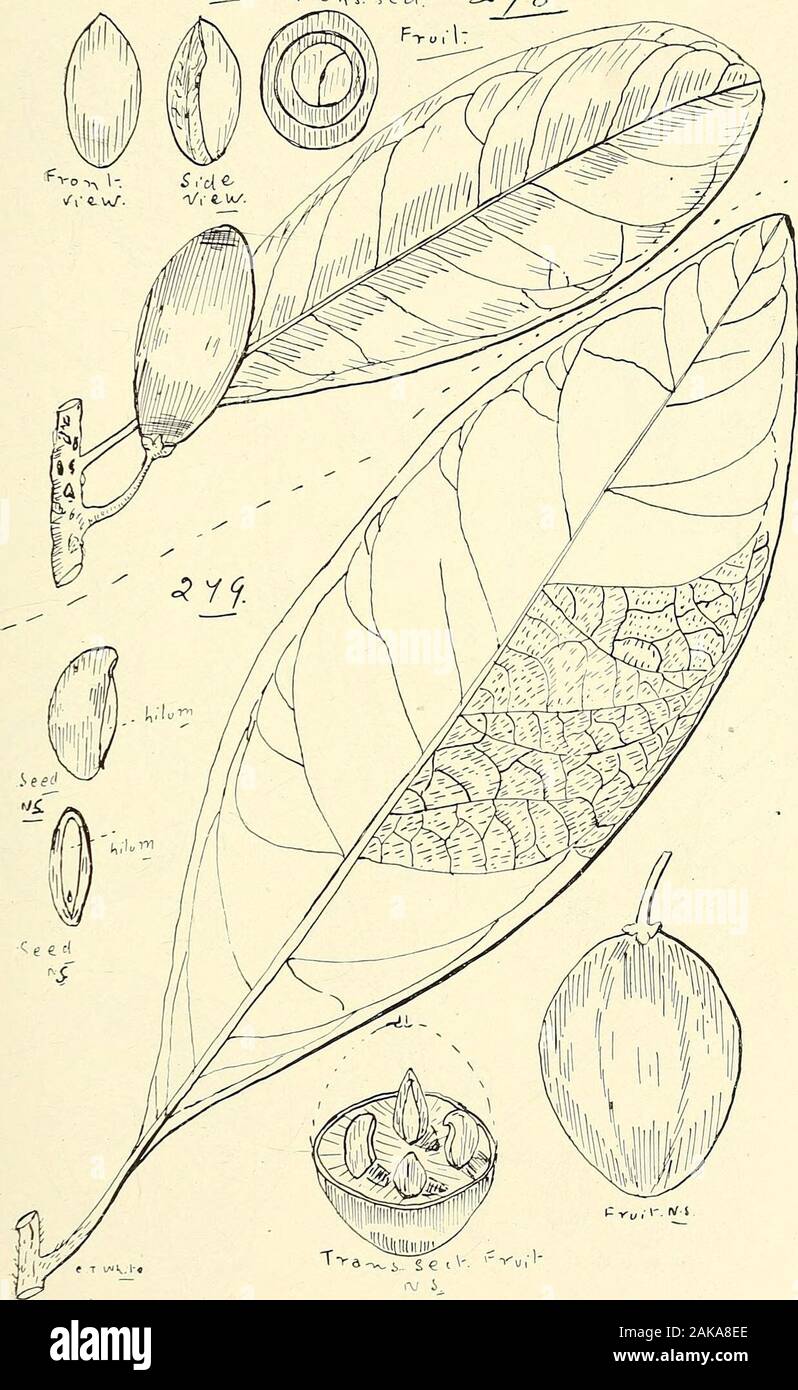 Comprehensive catalogue of Queensland plants, both indigenous and naturalisedTo which are added, where known, the aboriginal and other vernacular names; with numerous illustrations, and copious notes on the properties, features, &c., of the plants . v. M.—Black Myrtle of Kin Kin. The Northern and Southern plants differ slightly in the calyx,rufa, Labill.hemicycloides, F. v. M.compacta, R. Br.laxiflora, Bcntli.fasciculosa, F. v. M.reticulata, R.Br. (Fig. 285.)geminata, R. Br.—An ebony wood,humilis, R. Br.—Ebony-wood of Queensland. Athea of Batavia River and Thankoin of ]litchell River natives. Stock Photo