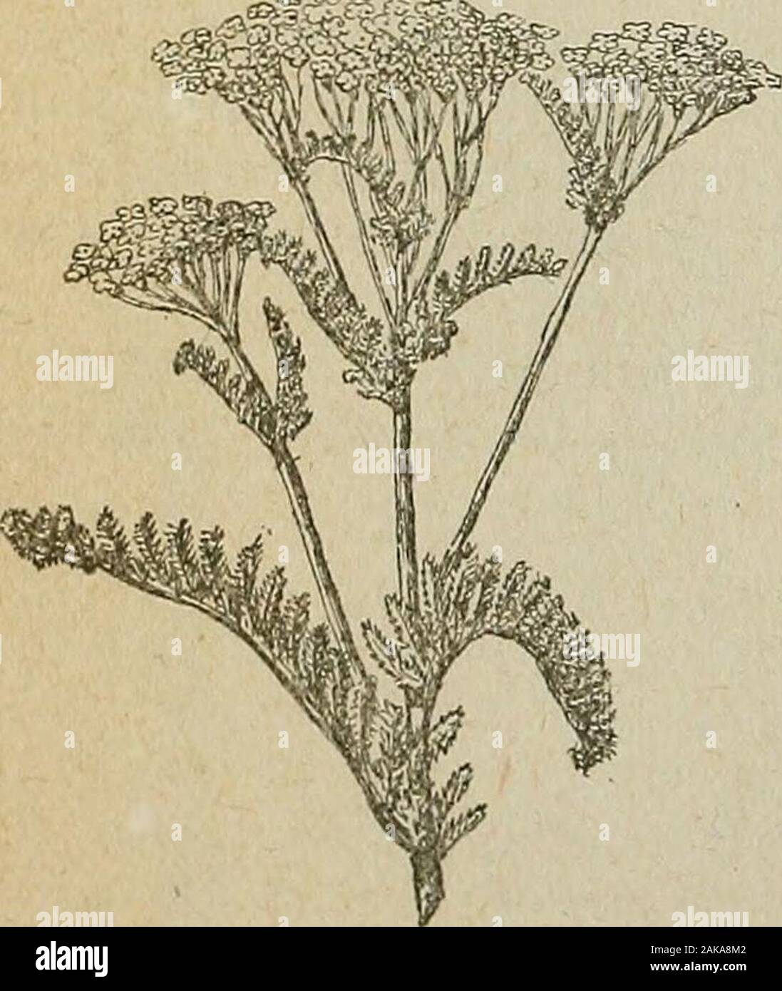 Your weeds and your neighbor's : part 3 illustrated descriptive list of weeds . 98. Yarrow. (P.) Achillea Millefolium, L. This weed is growing to be very common in this State, where its flat-topped clusters of white or slightly pinkish flowers, and its finely dissected leaves are becomingbut too thoroughly known. It is some-what aromatic and too strongly bitterfor our cattle to even nibble at it. Itshould be grubbed out in June andSeptember before its seed are ripe. Itsvalue as compost will be found on Page124 of Part 1, of this bulletin. The uses of this plant in domesticmedicine depend mostl Stock Photo