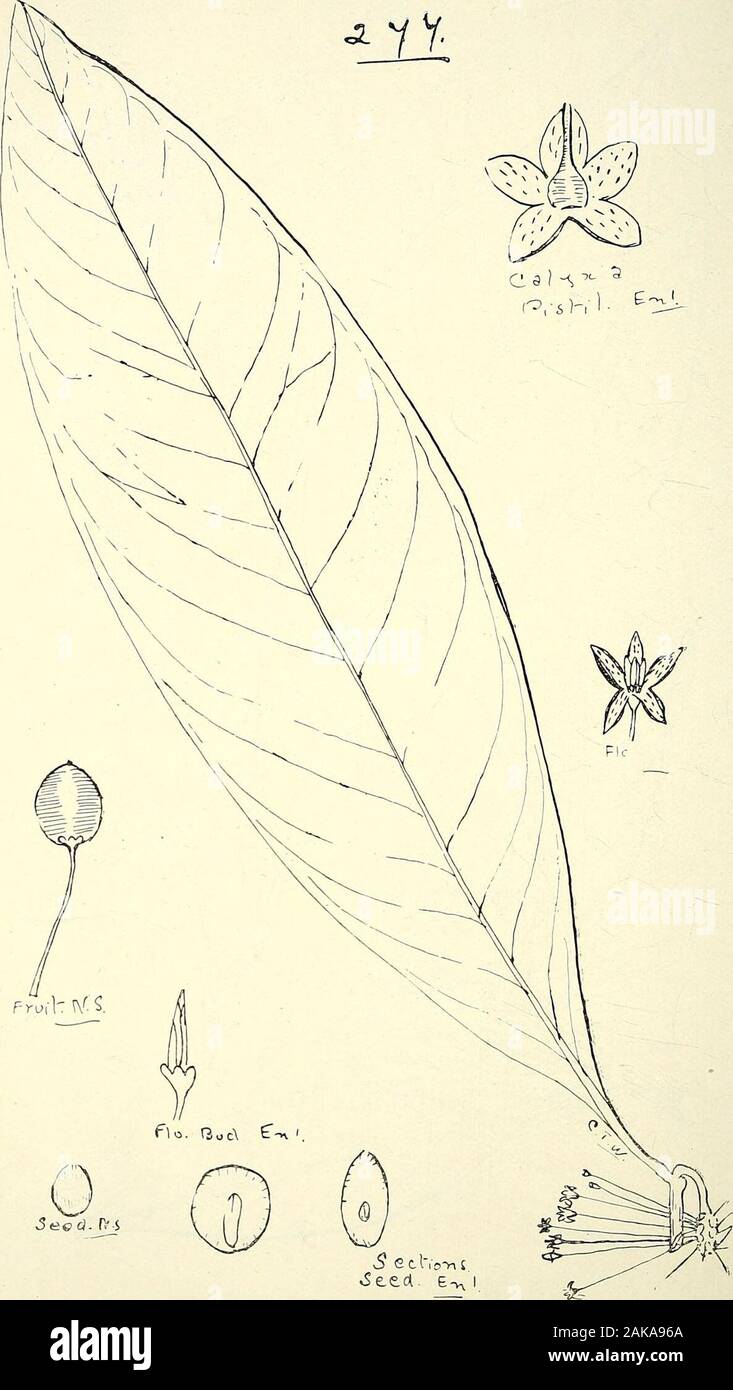 Comprehensive catalogue of Queensland plants, both indigenous and naturalisedTo which are added, where known, the aboriginal and other vernacular names; with numerous illustrations, and copious notes on the properties, features, &c., of the plants . 2^6. Ardisia brevipedata, F. v. M. 304 LXXIV. MYRSINE^E.. 277. Ardisia pachyrrhachis, F. v. M.. LXXV. SAPOTACE/E. 305 Ardisia. Linn. pseudojambosa, F. v. M.brevipedata, F. v. M. (Fig. 276.)pachyrrhachis, F.v.M. (Fig. 277.) iEgiceras, Gcertn. majus, Gcertn.—River Mangrove. Tbe bark contains a largequantity of saponin (Dr. T. L. Bancroft). Alliance V Stock Photo