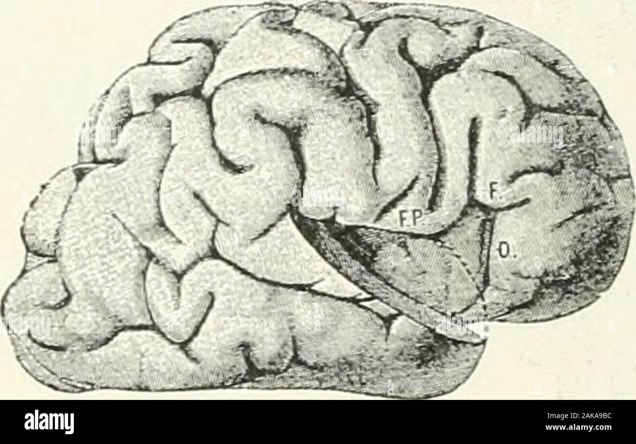 A reference handbook of the medical sciences, embracing the entire range of  scientific and practical medicine and allied science . ?^ Cuneus ^IP- — —.  Fissura calcarina N. olfact. I 1 Fiss., image size:1300x907