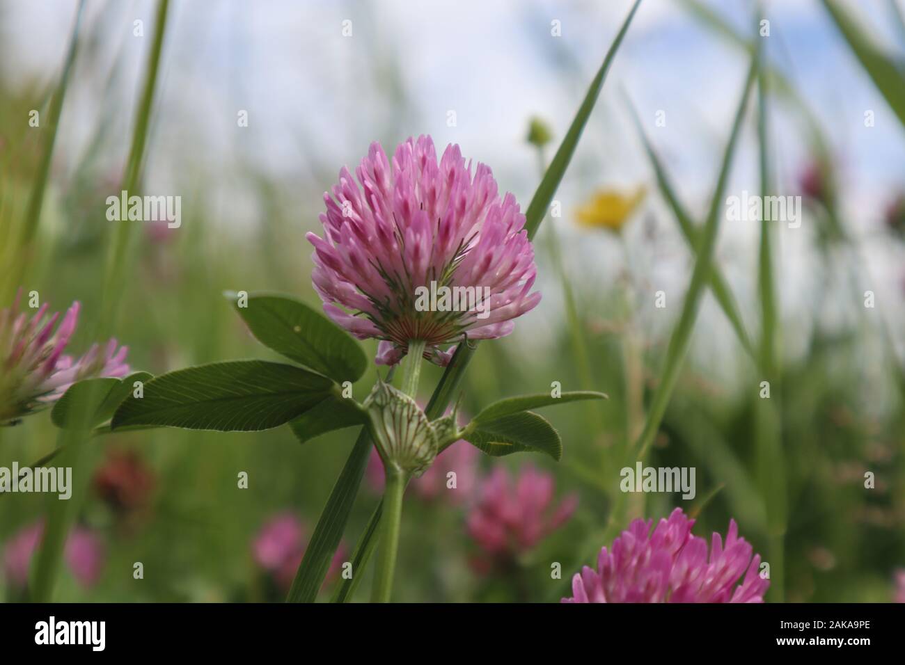 Nature wallpaper hd hi-res stock photography and images - Alamy