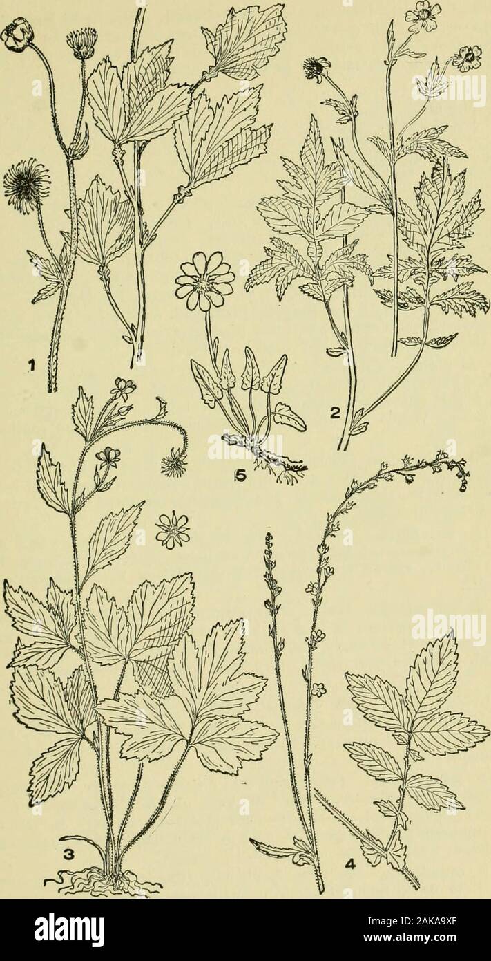 An illustrated guide to the flowering plants of the middle Atlantic and New England states (excepting the grasses and sedges) the descriptive text written in familiar language . nt resembles No. 1, but, except the terminal leaflet, which ishand-shaped compound, the leaflets are egg-shaped. Flowers yellowish-white. Also an escape from gardens. June-Aug. 16. ALCHEMILLA, L. Low herb with rounded and lobed leaves and small greenish flowers incrowded clusters. Sti])nlos conspicuous and leaf-like. Calyx inverselyconical of 4 or 5 lobes, petals wanting. Stamens 1 to 4. A. vulgaris, L. (Fig. 6, pi. 69 Stock Photo
