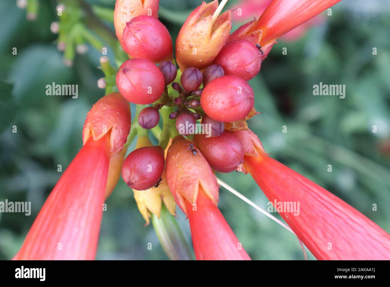 beautiful red flowers in the garden Stock Photo Alamy