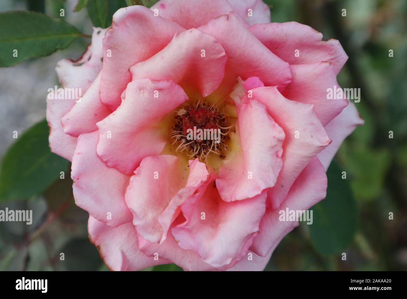 Beautiful pink flower rose in the backyard Stock Photo
