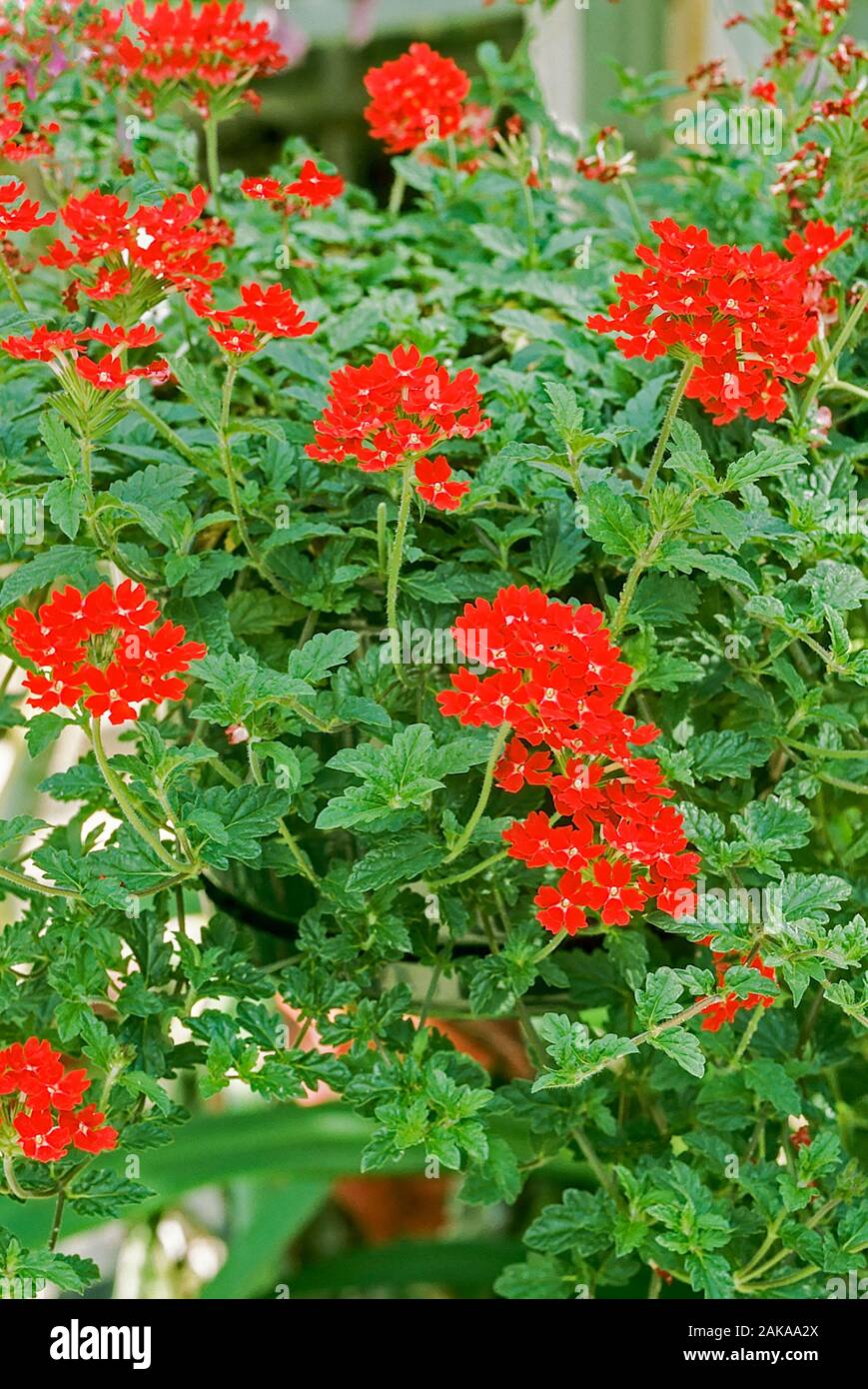 Verbena Red Cascade in herbaceous flower border. A summer flowering mat forming evergreen perennial that is frost hardy. Stock Photo