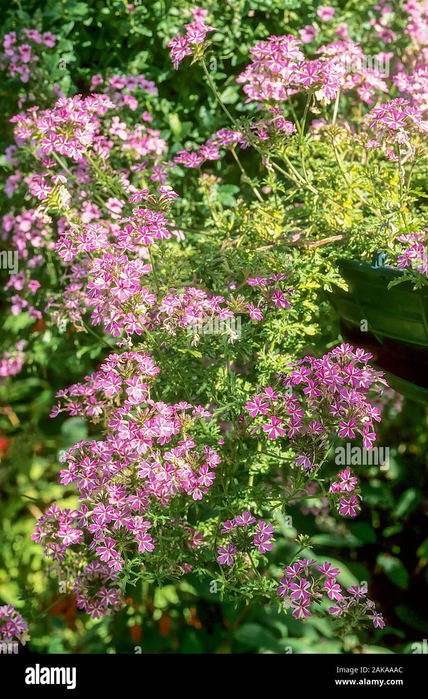 Verbena Aphrodite in herbaceous flower border. A summer flowering mat forming evergreen perennial that is frost hardy. Stock Photo