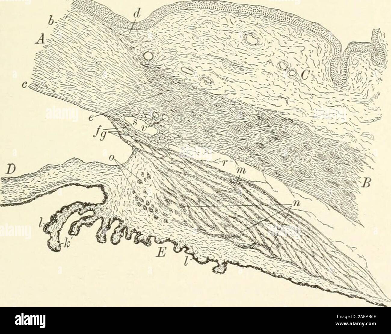 Textbook of normal histology: including an account of the development of the tissues and of the organs . sue ofprocesses. THE EYE AND ITS APPENDAGES. -,ac to the level of the underlying ciliary muscle. The stroma of theprocesses is a continuation of the connective tissue of the orbicularzone, this layer being the true prolongation of the choroid, since themuscular tissue must be regarded as an intercalation between thesclerotic and choroid coats. The vitreous lamina is continued as adelicate homogenous membrane, 3 to 4 fi in thickness, over the innersurface of the ciliary processes. Inside thi Stock Photo