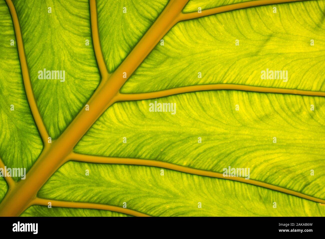 plant painting Staunton Virginia Stock Photo Alamy
